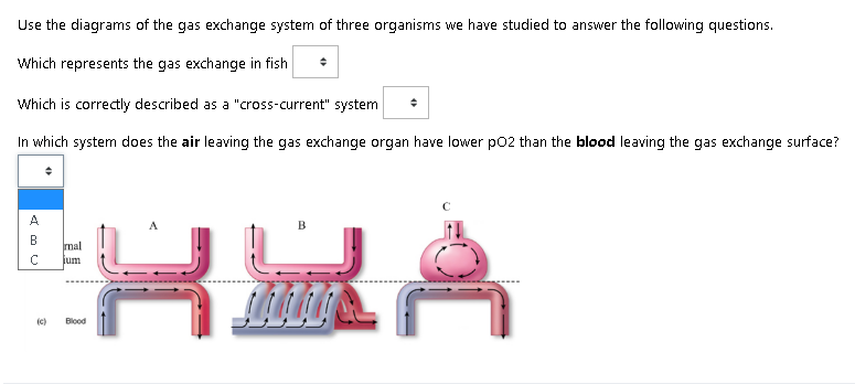 Use the diagrams of the gas exchange system of three organisms we have studied to answer the following questions.
Which represents the gas exchange in fish
Which is correctly described as a "cross-current" system
In which system does the air leaving the gas exchange organ have lower po2 than the blood leaving the gas exchange surface?
A.
B
В
mal
jum
(c)
Blood
