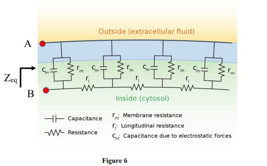 Outside (extracellular fluid)
A
'm
r.
Zeq
in
В
Inside (cytosol)
r: Membrane resistance
HE Capacitance
r: Longitudinal resistance
W Resistance
Ci Capacitance due to electrostatic forces
Figure 6
