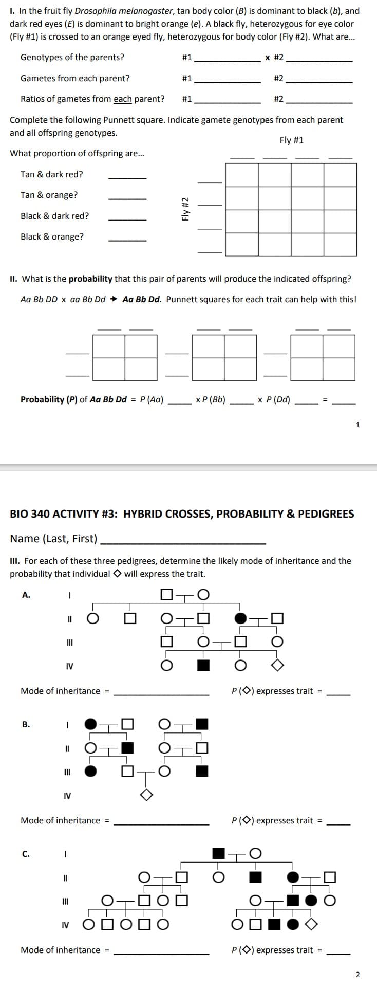 I. In the fruit fly Drosophila melanogaster, tan body color (B) is dominant to black (b), and
dark red eyes (E) is dominant to bright orange (e). A black fly, heterozygous for eye color
(Fly #1) is crossed to an orange eyed fly, heterozygous for body color (Fly #2). What are...
Genotypes of the parents?
x #2
Gametes from each parent?
Ratios of gametes from each parent?
Complete the following Punnett square. Indicate gamete genotypes from each parent
and all offspring genotypes.
Fly #1
What proportion of offspring are...
Tan & dark red?
Tan & orange?
Black & dark red?
Black & orange?
Probability (P) of Aa Bb Dd = P (Aa)
A.
B.
II. What is the probability that this pair of parents will produce the indicated offspring?
Aa Bb DD x aa Bb Dd
Aa Bb Dd. Punnett squares for each trait can help with this!
I
C.
Mode of inheritance =
|| O
IV
BIO 340 ACTIVITY #3: HYBRID CROSSES, PROBABILITY & PEDIGREES
Name (Last, First)
III. For each of these three pedigrees, determine the likely mode of inheritance and the
probability that individual will express the trait.
I
"O
III
IV
Mode of inheritance =
||
I
-8-8-8
x P (Bb)
#1
#1
--O
Mode of inheritance =
#1
Fly #2
우ㅜ
IV O
Tº
#2
OD
#2
O
x P (Dd)
O
P() expresses trait =
P() expresses trait =
OD
P() expresses trait =
1
2