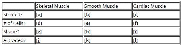 Skeletal Muscle
Smooth Muscle
Cardiac Muscle
Striated?
[b]
[a]
[d]
[c]
# of Cells?
[e]
[f]
Shape?
[g]
[h]
[i]
Activated?
j]
[k]
[1]

