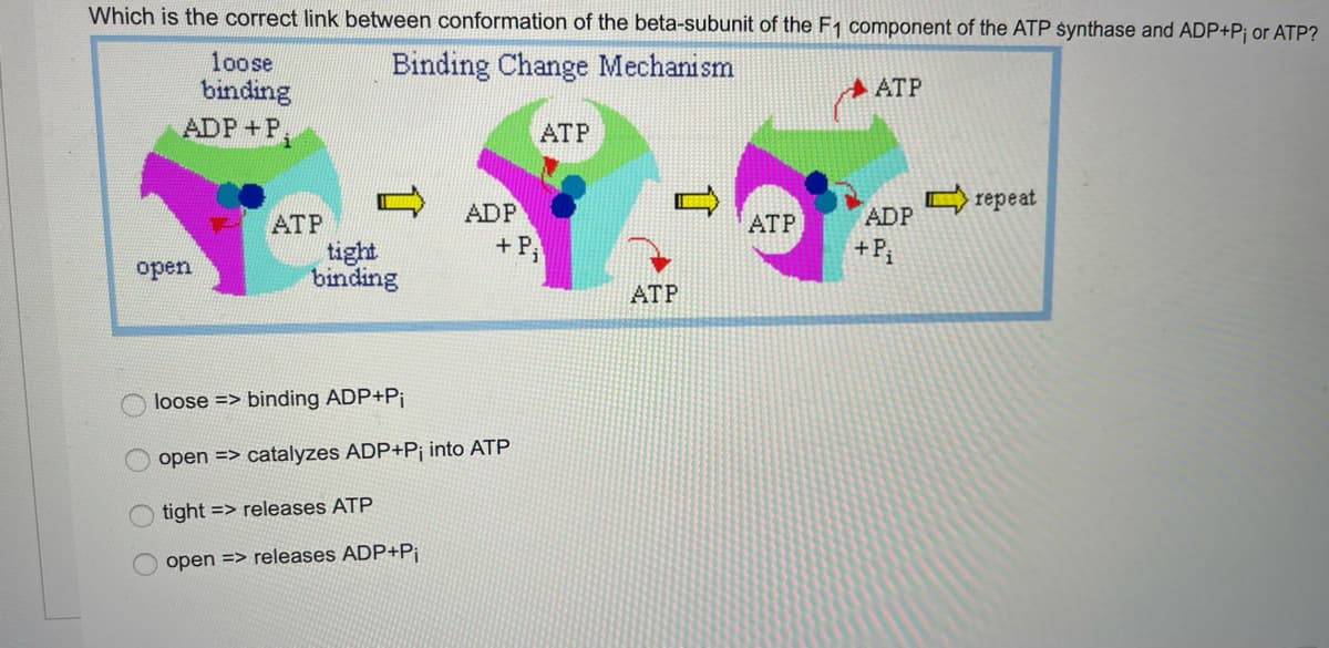 Which is the correct link between conformation of the beta-subunit of the F1 component of the ATP synthase and ADP+P¡ or ATP?
loose
Binding Change Mechanism
binding
ATP
ADP+P
ATP
Crepeat
ADP
ADP
+P;
ATP
ATP
+P;
tight
binding
open
ATP
loose => binding ADP+Pi
open => catalyzes ADP+P¡ into ATP
tight => releases ATP
open => releases ADP+P¡
