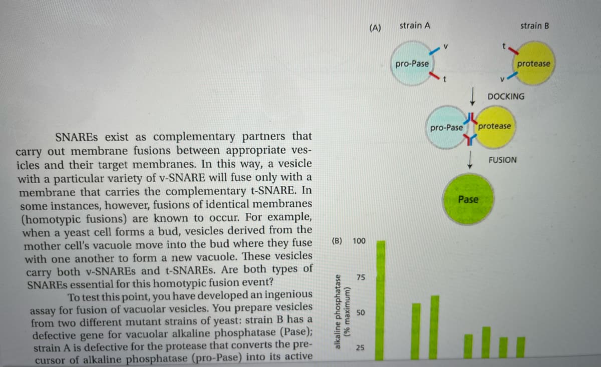 (A)
strain A
strain B
pro-Pase
protease
DOCKING
pro-Pase
protease
SNARES exist as complementary partners that
carry out membrane fusions between appropriate ves-
icles and their target membranes. In this way, a vesicle
with a particular variety of v-SNARE will fuse only with a
membrane that carries the complementary t-SNARE. In
some instances, however, fusions of identical membranes
(homotypic fusions) are known to occur. For example,
when a yeast cell forms a bud, vesicles derived from the
mother cell's vacuole move into the bud where they fuse
with one another to form a new vacuole. These vesicles
carry both v-SNARES and t-SNARES. Are both types of
SNARES essential for this homotypic fusion event?
FUSION
Pase
(B)
100
75
To test this point, you have developed an ingenious
assay for fusion of vacuolar vesicles. You prepare vesicles
from two different mutant strains of yeast: strain B has a
defective gene for vacuolar alkaline phosphatase (Pase);
strain A is defective for the protease that converts the pre-
cursor of alkaline phosphatase (pro-Pase) into its active
Lun
50
ilu
25
alkaline phosphatase
(% maximum)
