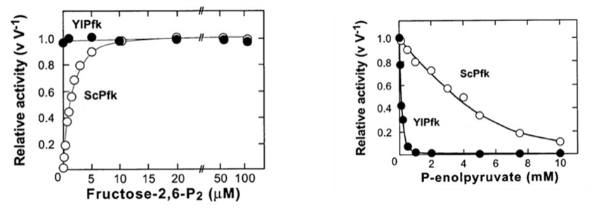 1.0
1.0
0.8
0.8
ScPfk
0.6
0.6
ScPfk
0.4
0.4
0.2
0.2
2 4
6
8
10
%23
50 100
P-enolpyruvate (mM)
10 15 20
Fructose-2,6-P2 (µM)
Relative activity (v V-1)
Relative activity (v V-1)
