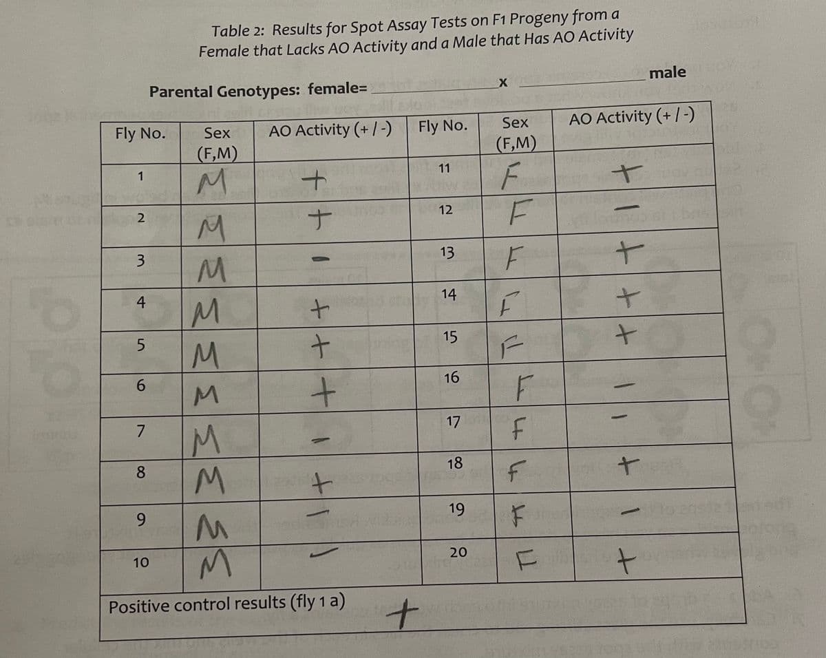 10
Fly No.
1
2
3
4
5
6
7
8
9
Table 2: Results for Spot Assay Tests on F1 Progeny from a
Female that Lacks AO Activity and a Male that Has AO Activity
Parental Genotypes: female=
10
Sex
(F,M)
M
M
M
M
MMMMM
AO Activity (+ / -)
+
+
+++
+
M
Positive control results (fly 1 a)
Fly No.
+
11
12
13
14
15
16
17
18
19
20
X
Sex
(F,M)
F
F
F
F
F
F
لها ما لا
F
F
TI
AO Activity (+/-)
+
+
+
+
+
-
male
+
ONO