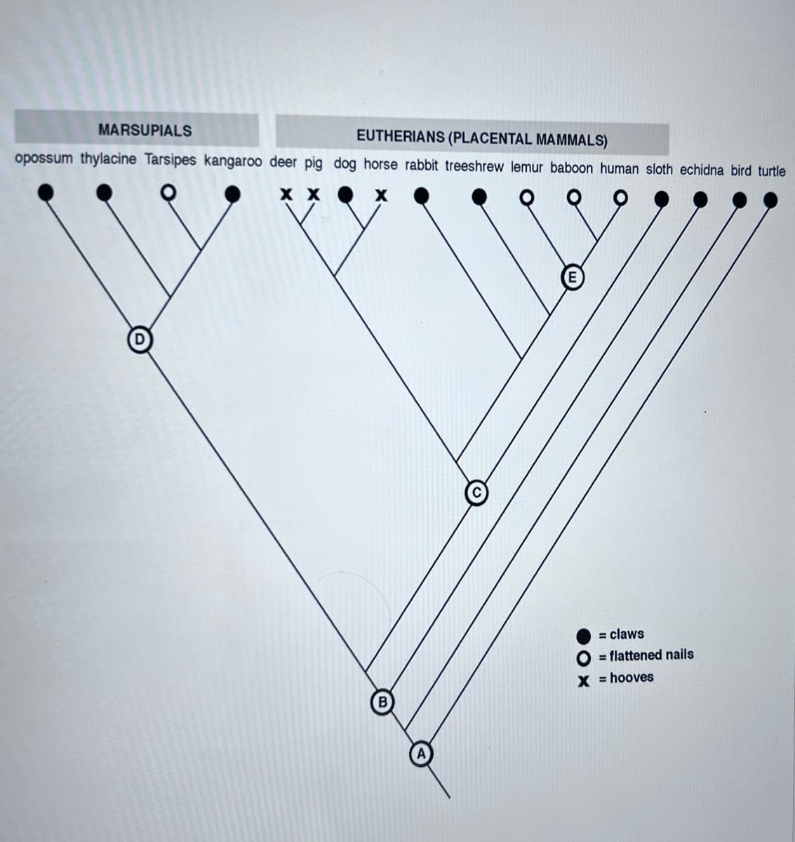 MARSUPIALS
EUTHERIANS (PLACENTAL MAMMALS)
opossum thylacine Tarsipes kangaroo deer pig dog horse rabbit treeshrew lemur baboon human sloth echidna bird turtle
хх
= claws
O = flattened nails
x = hooves
