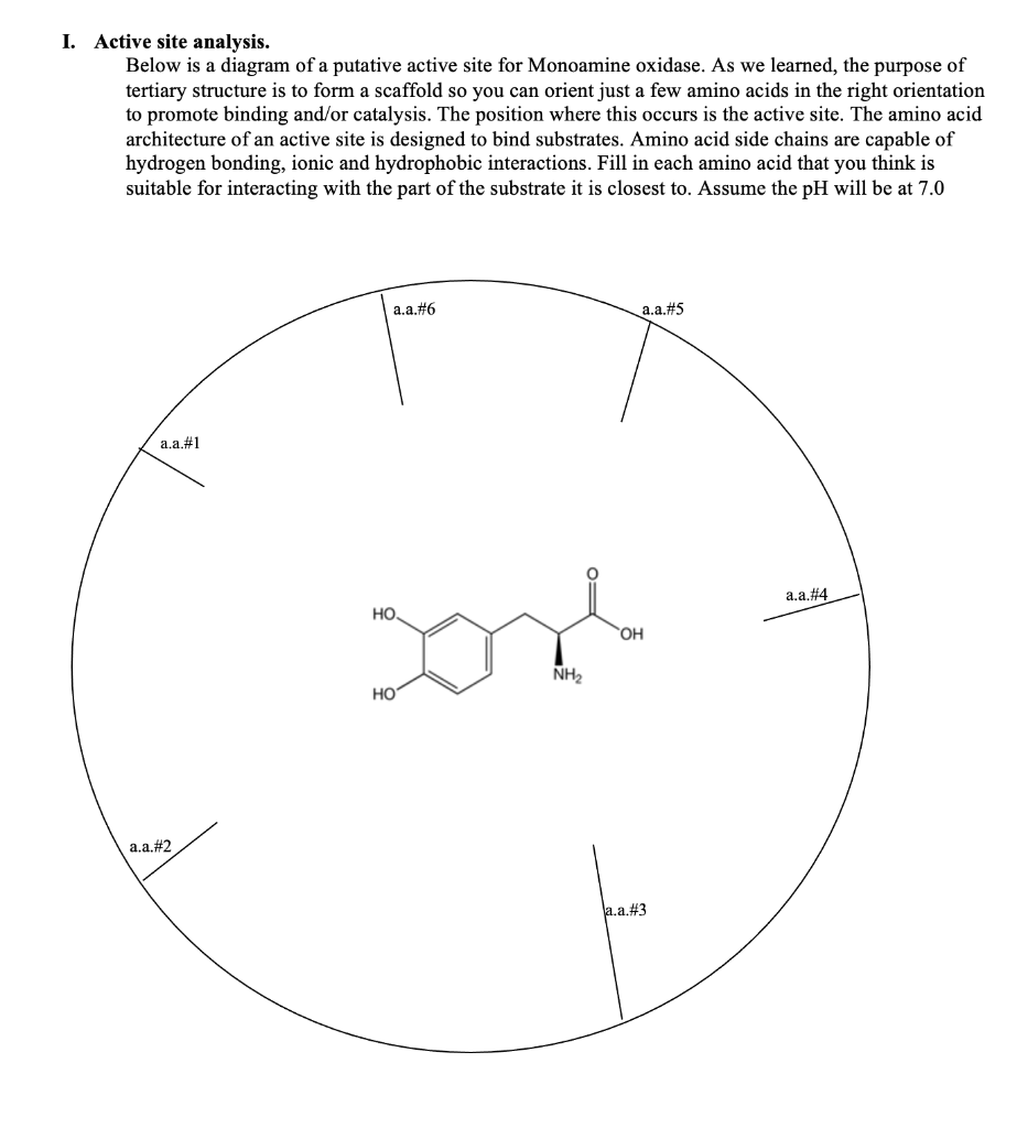 I. Active site analysis.
Below is a diagram of a putative active site for Monoamine oxidase. As we learned, the purpose of
tertiary structure is to form a scaffold so you can orient just a few amino acids in the right orientation
to promote binding and/or catalysis. The position where this occurs is the active site. The amino acid
architecture of an active site is designed to bind substrates. Amino acid side chains are capable of
hydrogen bonding, ionic and hydrophobic interactions. Fill in each amino acid that you think is
suitable for interacting with the part of the substrate it is closest to. Assume the pH will be at 7.0
a.a.#1
a.a.#2
a.a.#6
HO
Lond
NH₂
НО
a.a.#5
OH
a.a.#3
a.a.#4