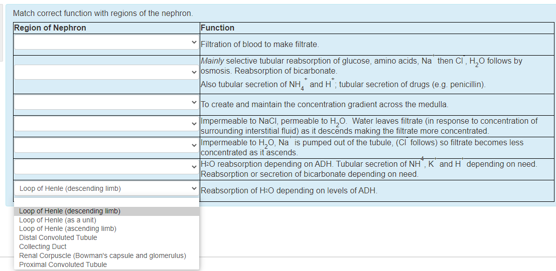 Match correct function with regions of the nephron.
Region of Nephron
Function
V Filtration of blood to make filtrate.
Mainly selective tubular reabsorption of glucose, amino acids, Na then CI, H,0 follows by
v osmosis. Reabsorption of bicarbonate.
Also tubular secretion of NH, and H; tubular secretion of drugs (e.g. penicillin).
v To create and maintain the concentration gradient across the medulla.
v Impermeable to NaCl, permeable to H,0. Water leaves filtrate (in response to concentration of
surrounding interstitial fluid) as it descends making the filtrate more concentrated.
v Impermeable to H,0, Na is pumped out of the tubule, (CI follows) so filtrate becomes less
concentrated as it ascends.
H2O reabsorption depending on ADH. Tubular secretion of NH", K and H depending on need.
Reabsorption or secretion of bicarbonate depending on need.
Loop of Henle (descending limb)
V Reabsorption of H2O depending on levels of ADH.
Loop of Henle (descending limb)
Loop of Henle (as a unit)
Loop of Henle (ascending limb)
Distal Convoluted Tubule
Collecting Duct
Renal Corpuscle (Bowman's capsule and glomerulus)
Proximal Convoluted Tubule
