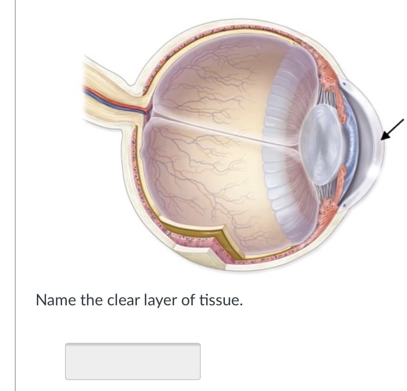 Name the clear layer of tissue.
