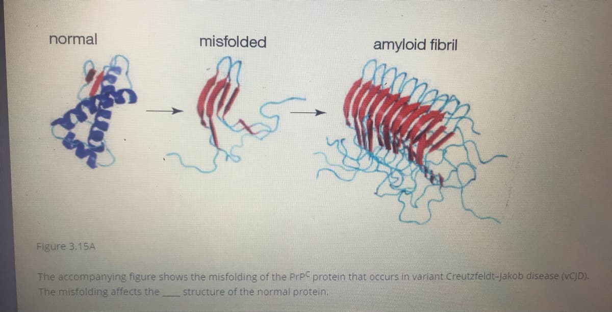 normal
misfolded
amyloid fibril
Figure 3.15A
The accompanying figure shows the misfolding of the PrPC protein that occurs in varlant Creutzfeldt-Jakob disease (VCJD).
The misfolding affects the structure of the normal protein.
