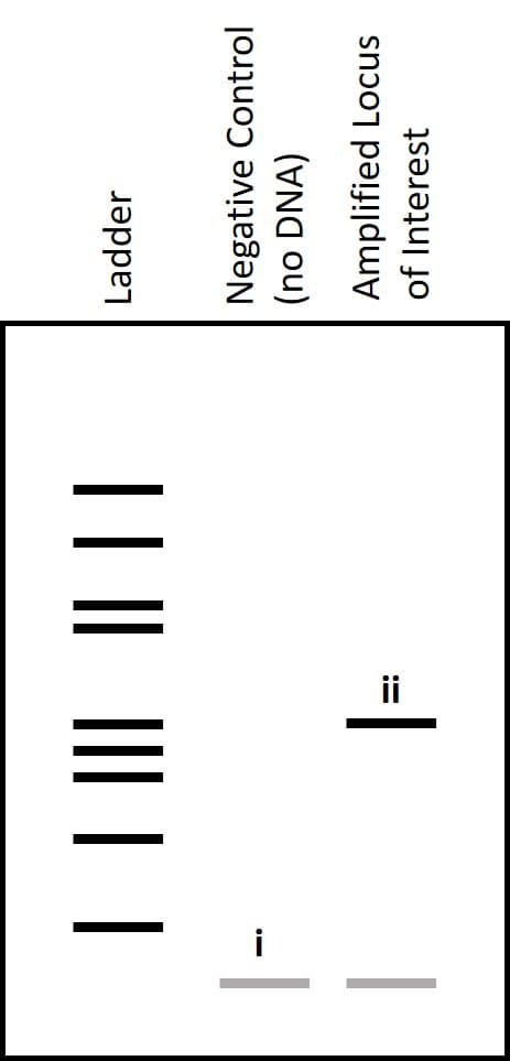 Ladder
|| || || ||
Negative Control
(no DNA)
-1
Amplified Locus
of Interest
