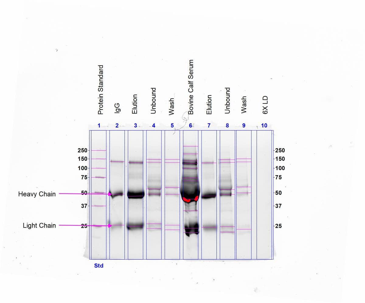 8
9
10
250-
250
150
-150
100
100
75
-75
Heavy Chain
50
37
Light Chain
25
-25
Std
Protein Standard
IgG
Elution
Unbound
Wash
Bovine Calf Serum
Elution
Unbound
Wash
6X LD
