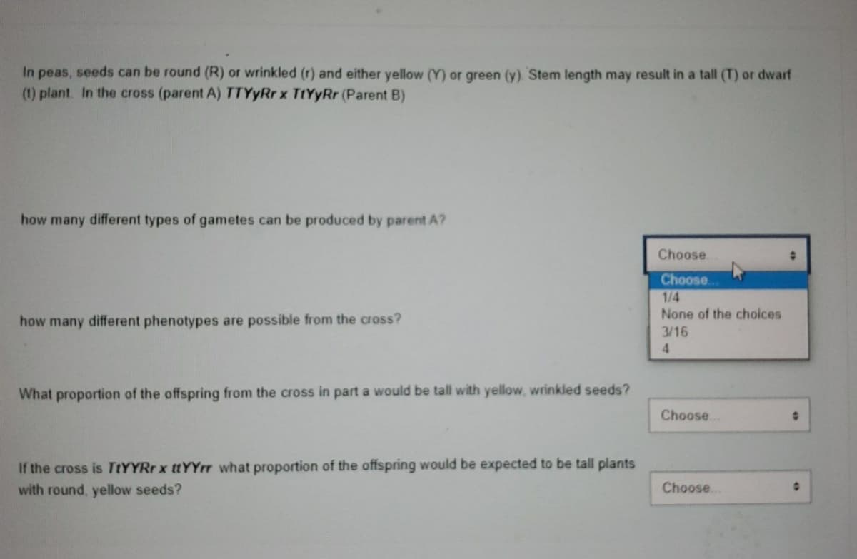 In peas, seeds can be round (R) or wrinkled (r) and either yellow (Y) or green (y) Stem length may result in a tall (T) or dwarf
(1) plant. In the cross (parent A) TTYyRr x TtYyRr (Parent B)
how many different types of gametes can be produced by parent A?
Choose
Choose.
1/4
None of the choices
how many different phenotypes are possible from the cross?
3/16
4.
What proportion of the offspring from the cross in part a would be tall with yellow, wrinkled seeds?
Choose
If the cross is TtYYRrx ttYYrr what proportion of the offspring would be expected to be tall plants
with round, yellow seeds?
Choose
