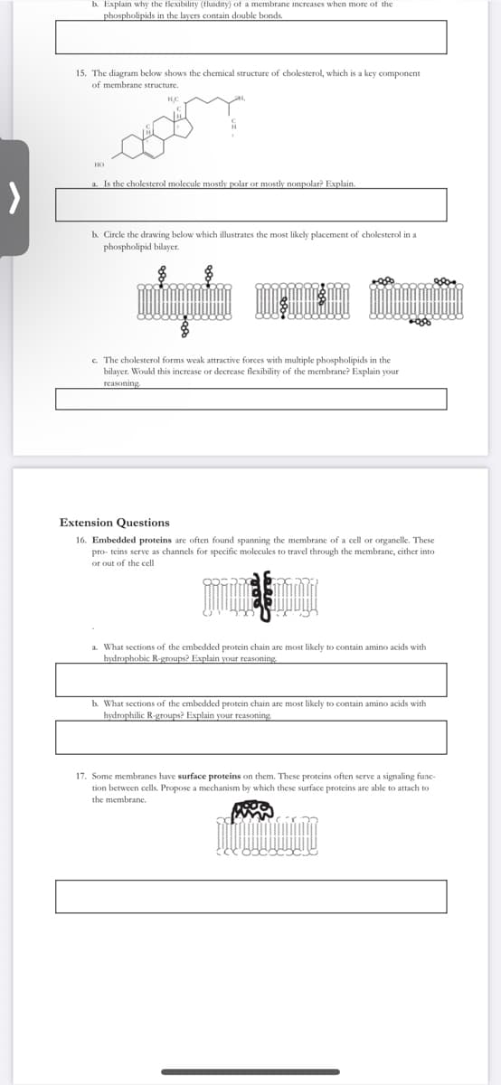 >
b. Explain why the flexibility (tluidity) of a membrane increases when more of the
phospholipids in the layers contain double bonds.
15. The diagram below shows the chemical structure of cholesterol, which is a key component
of membrane structure.
HO
HC
a. Is the cholesterol molecule mostly polar or mostly nonpolar? Explain.
b. Circle the drawing below which illustrates the most likely placement of cholesterol in a
phospholipid bilayer.
*80
c. The cholesterol forms weak attractive forces with multiple phospholipids in the
bilayer. Would this increase or decrease flexibility of the membrane? Explain your
reasoning.
Extension Questions
16. Embedded proteins are often found spanning the membrane of a cell or organelle. These
pro- teins serve as channels for specific molecules to travel through the membrane, either into
or out of the cell
a. What sections of the embedded protein chain are most likely to contain amino acids
hydrophobic R-groups? Explain your reasoning
b. What sections of the embedded protein chain are most likely to contain amino acids with
hydrophilic R-groups? Explain your reasoning,
17. Some membranes have surface proteins on them. These proteins often serve a signaling func-
tion between cells. Propose a mechanism by which these surface proteins are able to attach to
the membrane.