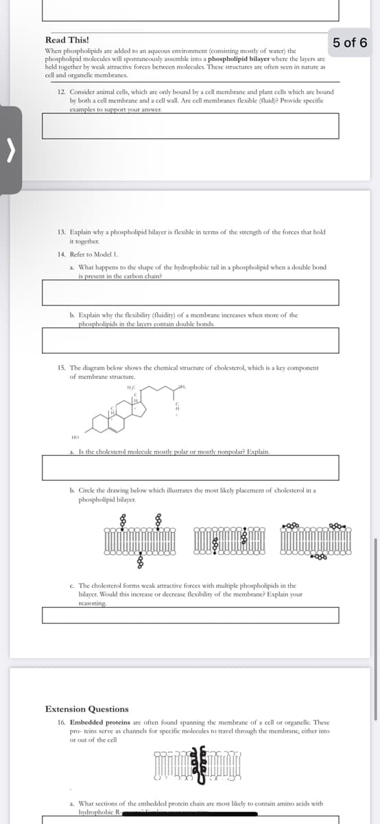 Read This!
When phospholipids are added to an aqueous environment (consisting mostly of water) the
phospholipid molecules will spontaneously assemble into a phospholipid bilayer where the layers are
held together by weak attractive forces between molecules. These structures are often seen in nature as
cell and organelle membranes.
12. Consider animal cells, which are only bound by a cell membrane and plant cells which are bound
by both a cell membrane and a cell wall. Are cell membranes flexible (fluid)? Provide specific
examples to support your answer.
13. Explain why a phospholipid bilayer is flexible. terms of the strength of the forces that hold
it together.
14. Refer to Model 1.
a. What happens to the shape of the hydrophobic tail in a phospholipid when a double bond
is present in the carbon chain?
b. Explain why the flexibility (fluidity) of a membrane increases when more of the
phospholipids in the layers contain double bonds.
15. The diagram below shows the chemical structure of cholesterol, which is a key component
of membrane structure.
H.C
a. Is the cholesterol molecule mostly polar or mostly nonpolar? Explain.
b. Circle the drawing below which illustrates the most likely placement of cholesterol in a
phospholipid bilayer.
+99
Mmm
c. The cholesterol forms weak attractive forces with multiple phospholipids in the
bilayer. Would this increase or decrease flexibility of the membrane? Explain your
reasoning.
00000000
Extension Questions
16. Embedded proteins are often found spanning the membrane of a cell or organelle. These
pro- teins serve as channels for specific molecules to travel through the membrane, either into
or out of the cell
5 of 6
a. What sections of the embedded protein chain are most likely to contain amino acids
hydrophobic R-