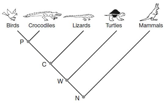 k
Birds Crocodiles
Lizards
Turtles
Mammals
W
N