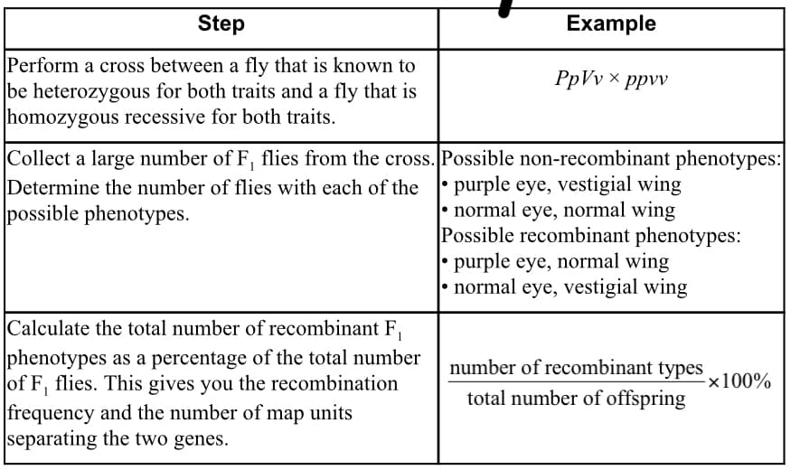 Step
Example
Perform a cross between a fly that is known to
PpVv × ppvv
be heterozygous for both traits and a fly that is
homozygous recessive for both traits.
Collect a large number of F, flies from the cross. Possible non-recombinant phenotypes:
Determine the number of flies with each of the purple eye, vestigial wing
• normal eye, normal wing
Possible recombinant phenotypes:
• purple eye, normal wing
• normal eye, vestigial wing
possible phenotypes.
Calculate the total number of recombinant F,
phenotypes as a percentage of the total number
of F, flies. This gives you the recombination
frequency and the number of map units
separating the two genes.
number of recombinant types
-x100%
total number of offspring
