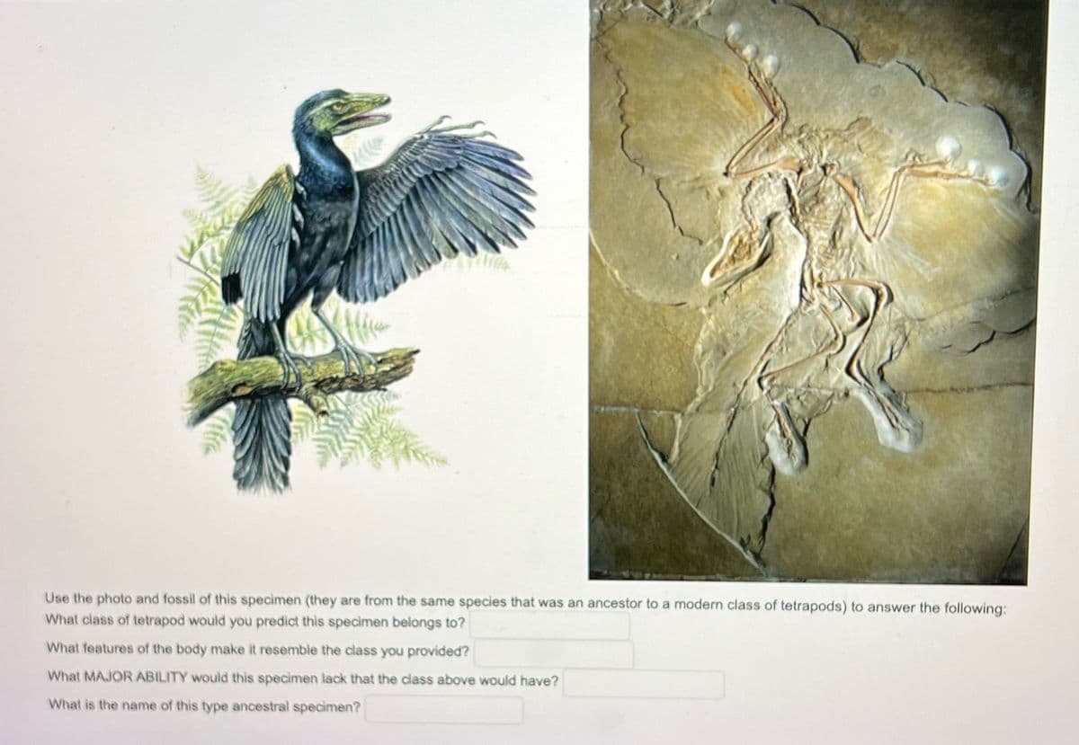 Use the photo and fossil of this specimen (they are from the same species that was an ancestor to a modern class of tetrapods) to answer the following:
What class of tetrapod would you predict this specimen belongs to?
What features of the body make it resemble the class you provided?
What MAJOR ABILITY would this specimen lack that the class above would have?
What is the name of this type ancestral specimen?