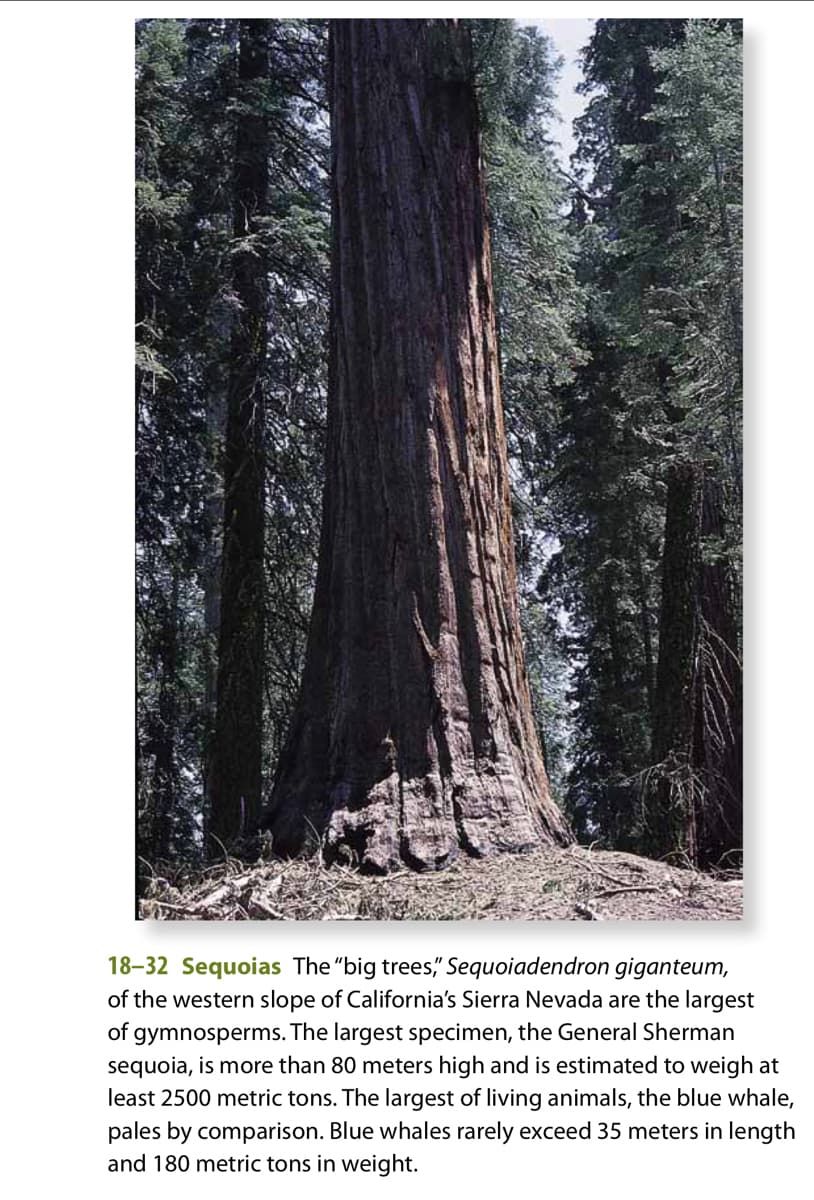 18-32 Sequoias The "big trees," Sequoiadendron giganteum,
of the western slope of California's Sierra Nevada are the largest
of gymnosperms. The largest specimen, the General Sherman
sequoia, is more than 80 meters high and is estimated to weigh at
least 2500 metric tons. The largest of living animals, the blue whale,
pales by comparison. Blue whales rarely exceed 35 meters in length
and 180 metric tons in weight.