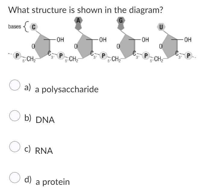 What structure is shown in the diagram?
bases {C
P
0
CH₂
O c) RNA
-OH
O d)
P
O a) a polysaccharide
Ob) DNA
0
CH₂
a protein
-OH
P
CH₂
-OH
P
CH₂
- OH
P