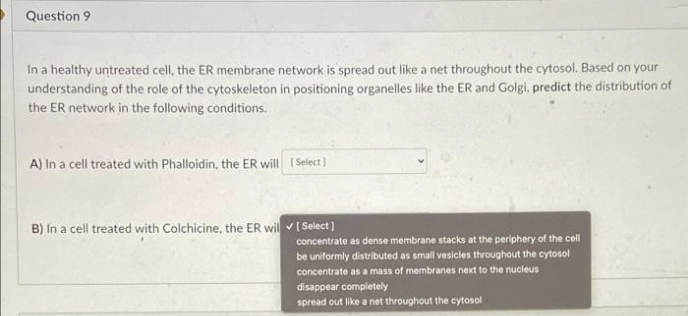 Question 9
In a healthy untreated cell, the ER membrane network is spread out like a net throughout the cytosol. Based on your
understanding of the role of the cytoskeleton in positioning organelles like the ER and Golgi, predict the distribution of
the ER network in the following conditions.
A) In a cell treated with Phalloidin, the ER will (Select)
B) In a cell treated with Colchicine. the ER wil v( Select)
concentrate as dense membrane stacks at the periphery of the cell
be uniformly distributed as small vesicles throughout the cytosol
concentrate as a mass of membranes next to the nucleus
disappear completely
spread out like a net throughout the cytosol
