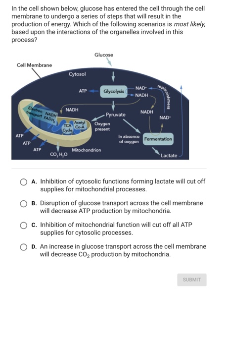 In the cell shown below, glucose has entered the cell through the cell
membrane to undergo a series of steps that will result in the
production of energy. Which of the following scenarios is most likely,
based upon the interactions of the organelles involved in this
process?
Cell Membrane
ATP
Electron NADH
transport FADH,
ATP
ATP
Cytosol
NADH
со но
ATP
Acetyl
TCA Co-A
Glucose
Glycolysis
Mitochondrion
Pyruvate
Oxygen
present
NAD
NADH
In absence
of oxygen
NADH
nishment
NAD
Fermentation
Lactate
A. Inhibition of cytosolic functions forming lactate will cut off
supplies for mitochondrial processes.
B. Disruption of glucose transport across the cell membrane
will decrease ATP production by mitochondria.
C. Inhibition of mitochondrial function will cut off all ATP
supplies for cytosolic processes.
D. An increase in glucose transport across the cell membrane
will decrease CO₂ production by mitochondria.
SUBMIT