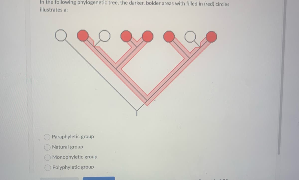 In the following phylogenetic tree, the darker, bolder areas with filled in (red) circles
illustrates a:
Paraphyletic group
Natural group
Monophyletic group
Polyphyletic group