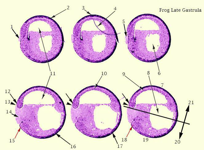 2
ᎾᎾ
11
10
12
13
14
15
16
18
17
.
19
Frog Late Gastrula
7
20
21