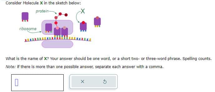 Consider Molecule X in the sketch below:
protein-
ribosome
What is the name of X? Your answer should be one word, or a short two- or three-word phrase. Spelling counts.
Note: if there is more than one possible answer, separate each answer with a comma.
0
X