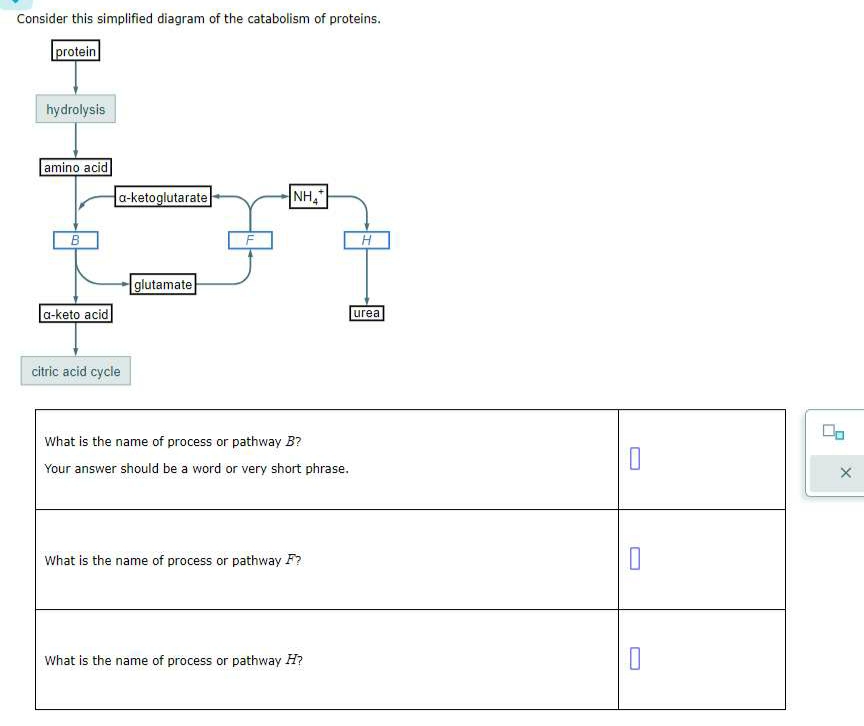 Consider this simplified diagram of the catabolism of proteins.
protein
hydrolysis
amino acid
B
a-keto acid
a-ketoglutarate
citric acid cycle
glutamate
NHA
What is the name of process or pathway B?
Your answer should be a word or very short phrase.
What is the name of process or pathway F?
What is the name of process or pathway H?
H
urea
0
X