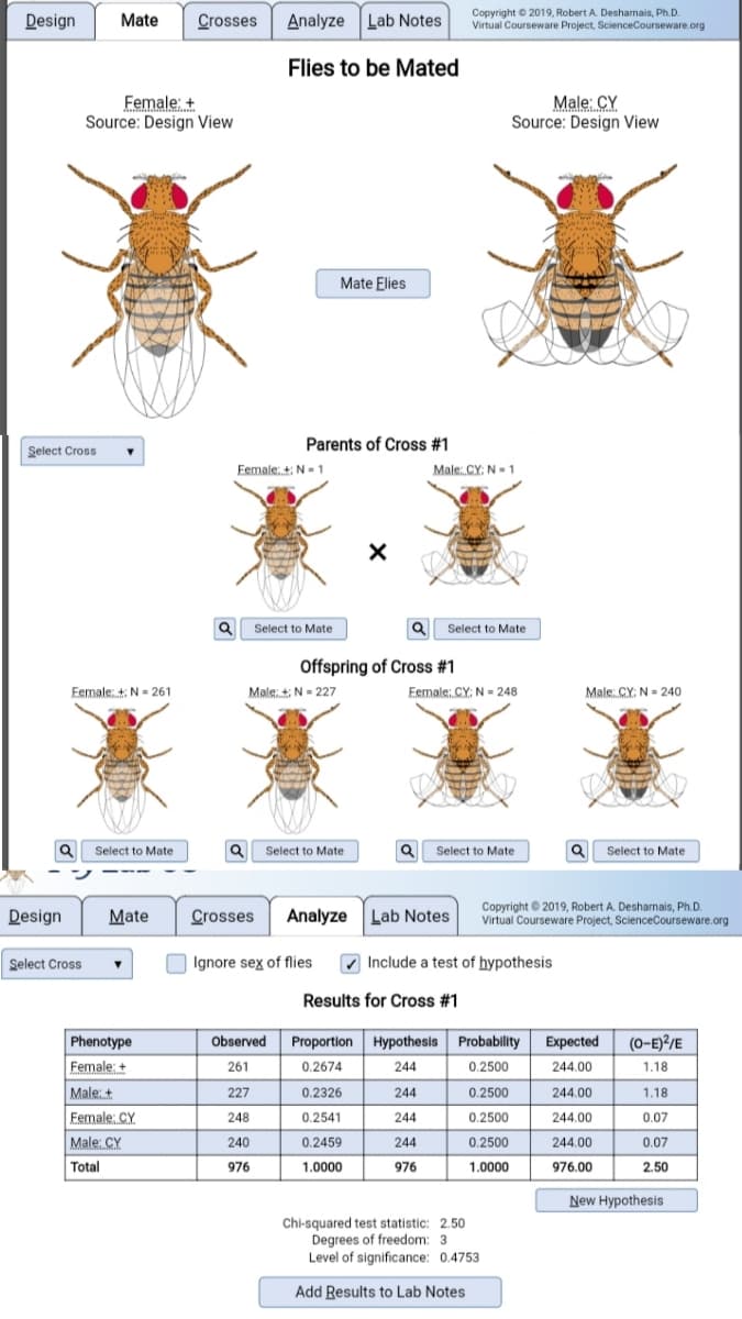 Design
Mate
Crosses
Analyze Lab Notes
Copyright © 2019, Robert A. Desharnais, Ph.D.
Virtual Courseware Project, ScienceCourseware.org
Flies to be Mated
Female: +
Source: Design View
Male: CY
Source: Design View
Mate Elies
Parents of Cross #1
Select Cross
Eemale +: N - 1
Male: CY: N-1
Q Select to Mate
Select to Mate
Offspring of Cross #1
Eemale: + N = 261
Male: +; N = 227
Eemale: CY: N = 248
Male: CY: N- 240
Q Select to Mate
Q Select to Mate
Q Select to Mate
Q Select to Mate
Design
Mate
Crosses
Analyze Lab Notes
Copyright © 2019, Robert A. Desharnais, Ph.D.
Virtual Courseware Project, ScienceCourseware.org
Select Cross
Ignore sex of flies
V Include a test of hypothesis
Results for Cross #1
Phenotype
Female: +
Observed
Proportion Hypothesis Probablity
Expected
(0-E)²/E
261
0.2674
244
0.2500
244.00
1.18
Male:+
227
0.2326
244
0.2500
244.00
1.18
Female: CY
248
0.2541
244
0.2500
244.00
0.07
Male: CY
240
0.2459
244
0.2500
244.00
0.07
Total
1.0000
976
976
1.0000
976.00
2.50
New Hypothesis
Chi-squared test statistic: 2.50
Degrees of freedom: 3
Level of significance: 0.4753
Add Results to Lab Notes
