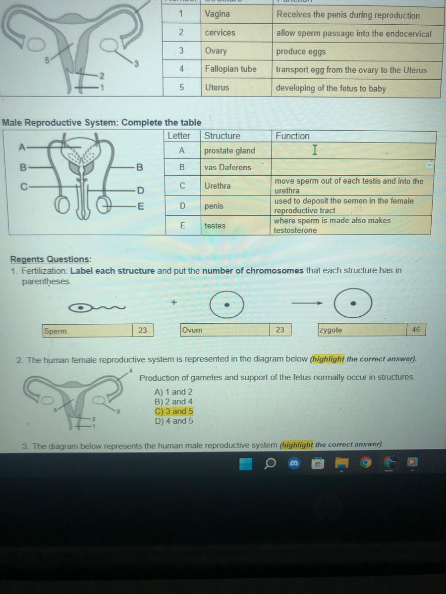 1
Vagina
Receives the penis during reproduction
cervices
allow sperm passage into the endocervical
3
Ovary
produce eggs
4
Fallopian tube
transport egg from the ovary to the Uterus
Uterus
developing of the fetus to baby
Male Reproductive System: Complete the table
Letter
Structure
Function
prostate gland
vas Daferens
move sperm out of each testis and into the
urethra
used to deposit the semen in the female
reproductive tract
where sperm is made also makes
C
Urethra
E
penis
E
testes
testosterone
Regents Questions:
1. Fertilization: Label each structure and put the number of chromosomes that each structure has in
parentheses.
Sperm
Ovum
23
zygote
23
46
2. The human female reproductive system is represented in the diagram below (highlight the correct answer).
Production of gametes and support of the fetus normally occur in structures.
A) 1 and 2
B) 2 and 4
C) 3 and 5
D) 4 and 5
3. The diagram below represents the human male reproductive system (highlight the correct answer).
