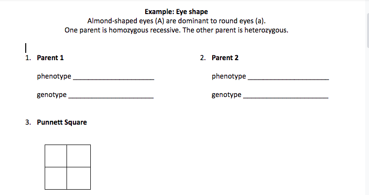 Example: Eye shape
Almond-shaped eyes (A) are dominant to round eyes (a).
One parent is homozygous recessive. The other parent is heterozygous.
|
1. Parent 1
2. Parent 2
phenotype
phenotype
genotype
genotype
3. Punnett Square
