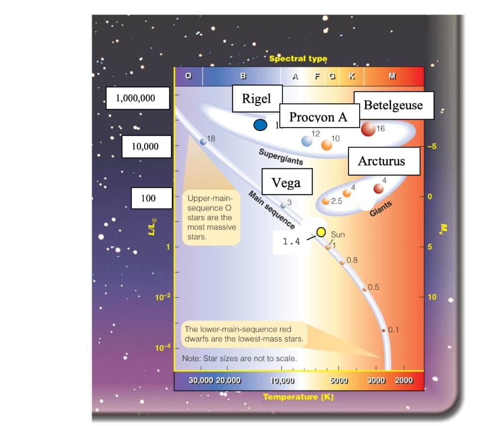 1,000,000
Spectral type
O
B
A F D K
M
Rigel
Betelgeuse
Procyon A
18
10,000
Supergiants
100
L/Lo
Upper-main-
sequence O
stars are the
most massive
stars.
10-2
10-4
Vega
Main sequence
12
10
16
-5
Arcturus
2.5
Giants
0
Sun
1.4
The lower-main-sequence red
dwarfs are the lowest-mass stars.
Note: Star sizes are not to scale.
30,000 20,000
0.8
5
0.5
10
0.1
10,000
5000
3000 2000
Temperature (K)