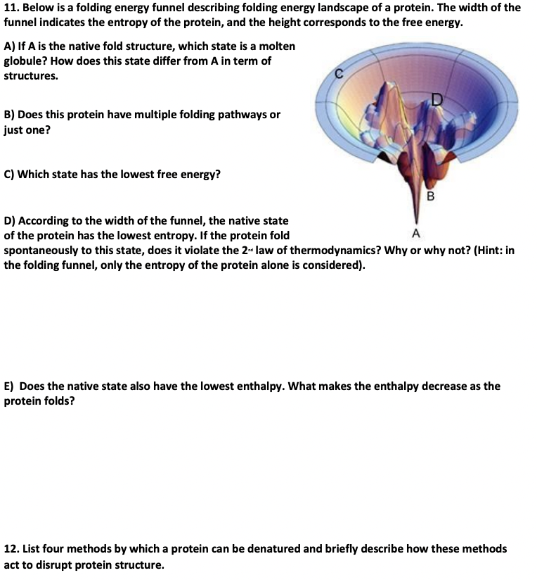 11. Below is a folding energy funnel describing folding energy landscape of a protein. The width of the
funnel indicates the entropy of the protein, and the height corresponds to the free energy.
A) If A is the native fold structure, which state is a molten
globule? How does this state differ from A in term of
structures.
B) Does this protein have multiple folding pathways or
just one?
C) which state has the lowest free energy?
D) According to the width of the funnel, the native state
B
of the protein has the lowest entropy. If the protein fold
A
spontaneously to this state, does it violate the 2nd law of thermodynamics? Why or why not? (Hint: in
the folding funnel, only the entropy of the protein alone is considered).
E) Does the native state also have the lowest enthalpy. What makes the enthalpy decrease as the
protein folds?
12. List four methods by which a protein can be denatured and briefly describe how these methods
act to disrupt protein structure.