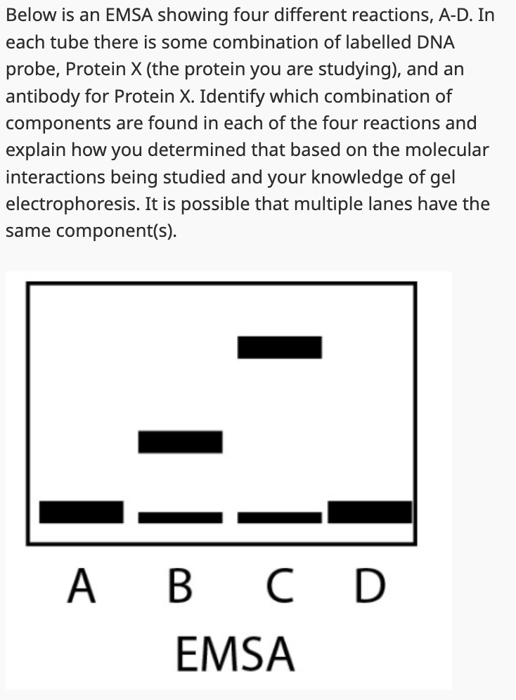 Below is an EMSA showing four different reactions, A-D. In
each tube there is some combination of labelled DNA
probe, Protein X (the protein you are studying), and an
antibody for Protein X. Identify which combination of
components are found in each of the four reactions and
explain how you determined that based on the molecular
interactions being studied and your knowledge of gel
electrophoresis. It is possible that multiple lanes have the
same component(s).
A B C D
EMSA