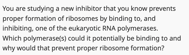 You are studying a new inhibitor that you know prevents
proper formation of ribosomes by binding to, and
inhibiting, one of the eukaryotic RNA polymerases.
Which polymerase(s) could it potentially be binding to and
why would that prevent proper ribosome formation?