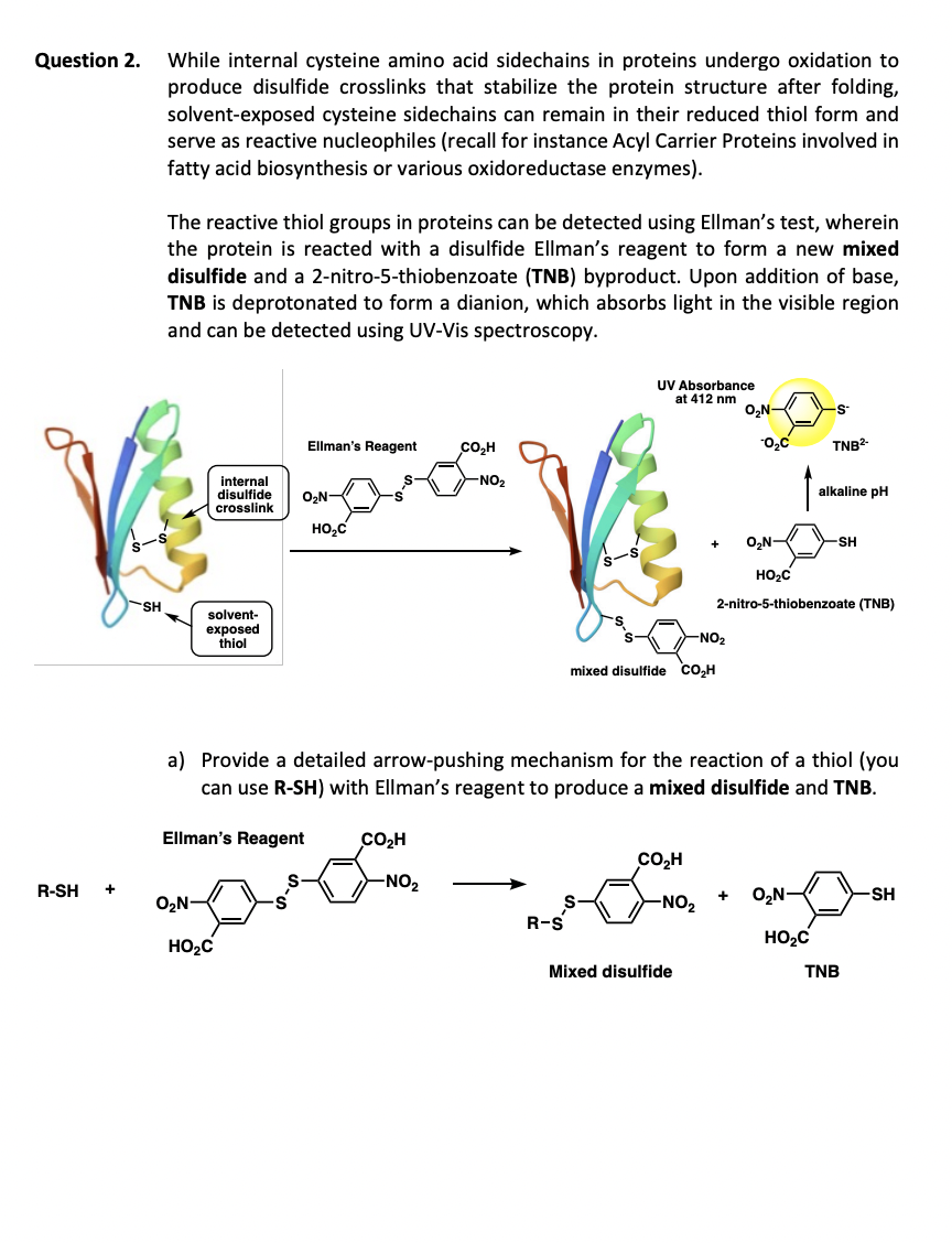 Question 2.
While internal cysteine amino acid sidechains in proteins undergo oxidation to
produce disulfide crosslinks that stabilize the protein structure after folding,
solvent-exposed cysteine sidechains can remain in their reduced thiol form and
serve as reactive nucleophiles (recall for instance Acyl Carrier Proteins involved in
fatty acid biosynthesis or various oxidoreductase enzymes).
The reactive thiol groups in proteins can be detected using Ellman's test, wherein
the protein is reacted with a disulfide Ellman's reagent to form a new mixed
disulfide and a 2-nitro-5-thiobenzoate (TNB) byproduct. Upon addition of base,
TNB is deprotonated to form a dianion, which absorbs light in the visible region
and can be detected using UV-Vis spectroscopy.
Ellman's Reagent
CO₂H
-NO₂
internal
disulfide
crosslink
O₂N-
HO₂C
SH
solvent-
exposed
thiol
UV Absorbance
at 412 nm
O₂N-
-S
TNB²-
alkaline pH
O₂N-
SH
HO₂C
2-nitro-5-thiobenzoate (TNB)
-NO2
mixed disulfide CO₂H
a) Provide a detailed arrow-pushing mechanism for the reaction of a thiol (you
can use R-SH) with Ellman's reagent to produce a mixed disulfide and TNB.
Ellman's Reagent
R-SH
+
O₂N-
HO₂C
CO₂H
-NO2
R-S
Mixed disulfide
CO₂H
+
-NO₂
O₂N-
-SH
HO₂C
TNB