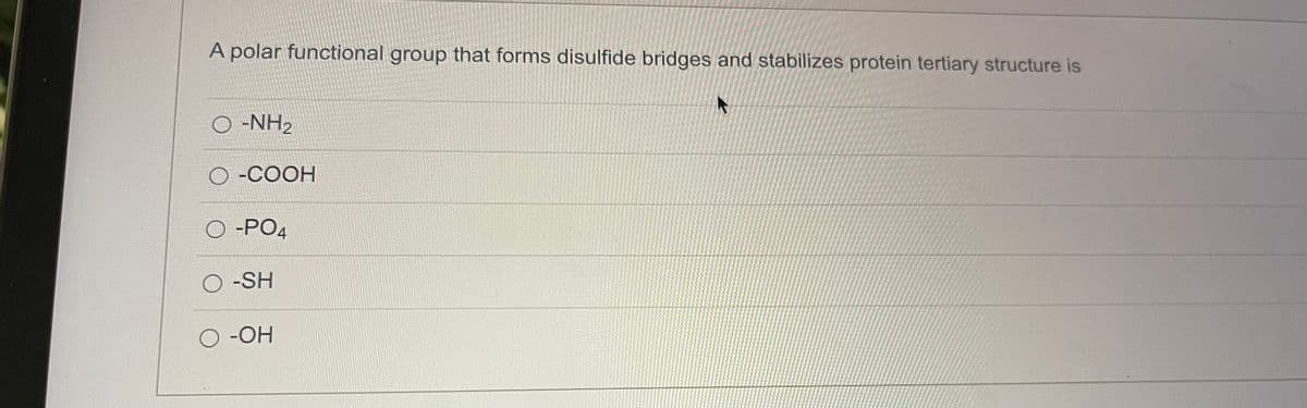 A polar functional group that forms disulfide bridges and stabilizes protein tertiary structure is
O -NH2
O-COOH
O -PO4
O-SH
O -OH