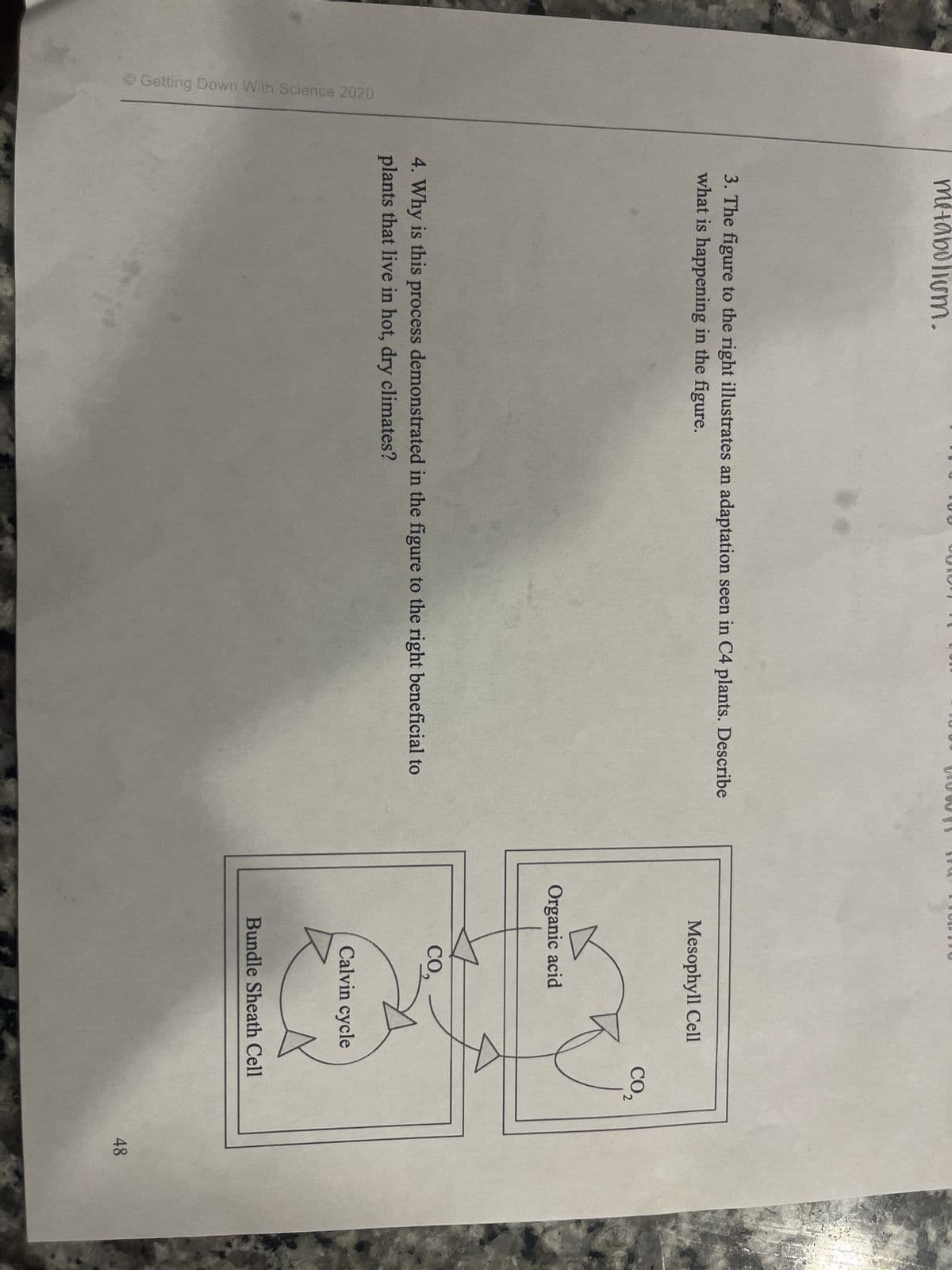 Getting Down With Science 2020
metabolium.
3. The figure to the right illustrates an adaptation seen in C4 plants. Describe
what is happening in the figure.
4. Why is this process demonstrated in the figure to the right beneficial to
plants that live in hot, dry climates?
Mesophyll Cell
Organic acid
CO₂
Calvin cycle
CO₂
2
Bundle Sheath Cell
48