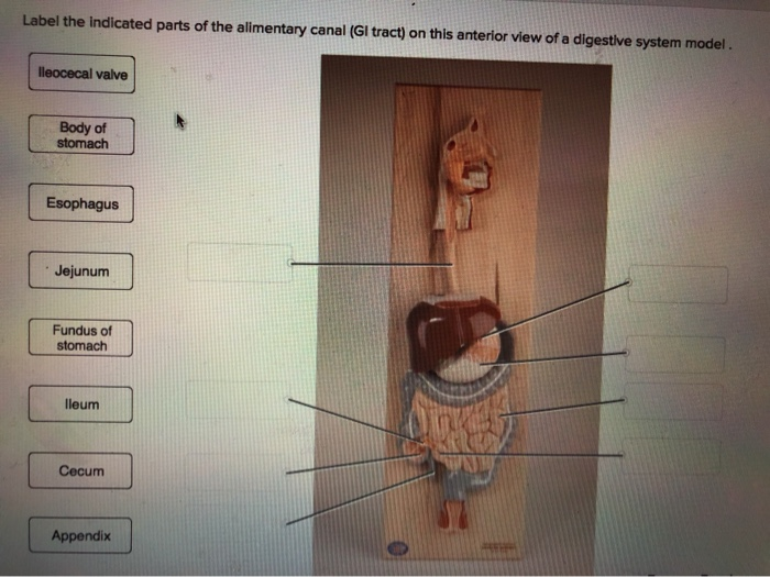 Label the indicated parts of the alimentary canal (GI tract) on this anterior view of a digestive system model.
lleocecal valve
Body of
stomach
Esophagus
Jejunum
Fundus of
stomach
lleum
Cecum
Appendix