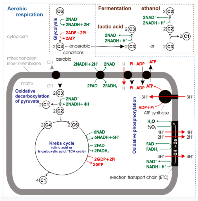 Aerobic
Fermentation
ethanol
C6
2(C2)
respiration
2NAD
2NADH+H*
2(C2)
2NAD*
2NADH+2H*
lactic acid
2c3
2ADP+2Pi
2NAD*+
2NADH+H*
2(C1)
cytoplasm
2ATP
2C3 -- anaerobic -
-conditions
2(C3)
or
2(C3)
mitochondrion:
aerobic
АТР
inner membrane OH
2NADH+2H 2NAD* H* Pi ADP
matrix
2FAD 2FADH, H Pi ADP
ATP
OH
Oxidative
2C3)
decarboxylation
3H
3H*
2NAD*
of pyruvate
2C1
2c2
H+2NADH+4H"
ADP+Pi
ATP synthase
H,O
2C4)
2C6
6NAD*
4H*
2H*.
4H*
2H*
,6NADH+6H*
Krebs cycle
(citric acid or
tricarboxylic acid / TCA cycle)
FAD
2FAD
2FADH,
FADH,
4H*.
4H*
2GDP+2Pi
NAD*
NADH+H*
*2GTP
electron transport chain (ETC)
4(C1)
Glycolysis
Oxidative phosphorylation
2H*+2e
