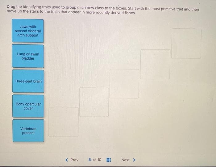 Drag the identifying traits used to group each new class to the boxes. Start with the most primitive trait and then
move up the stairs to the traits that appear in more recently derived fishes.
Jaws with
second visceral
arch support
Lung or swim
bladder
Three-part brain
Bony opercular
cover
Vertebrae
present
< Prev
5 of 10
...
Next