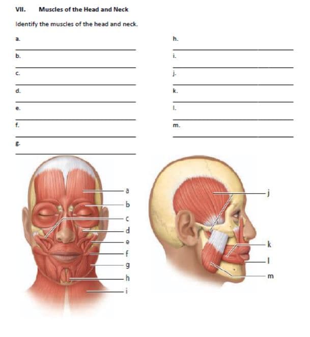 VII.
Muscles of the Head and Neck
Identify the muscles of the head and neck.
a.
h.
b.
i.
C.
j.
d.
k.
e.
I.
f.
m.
P
