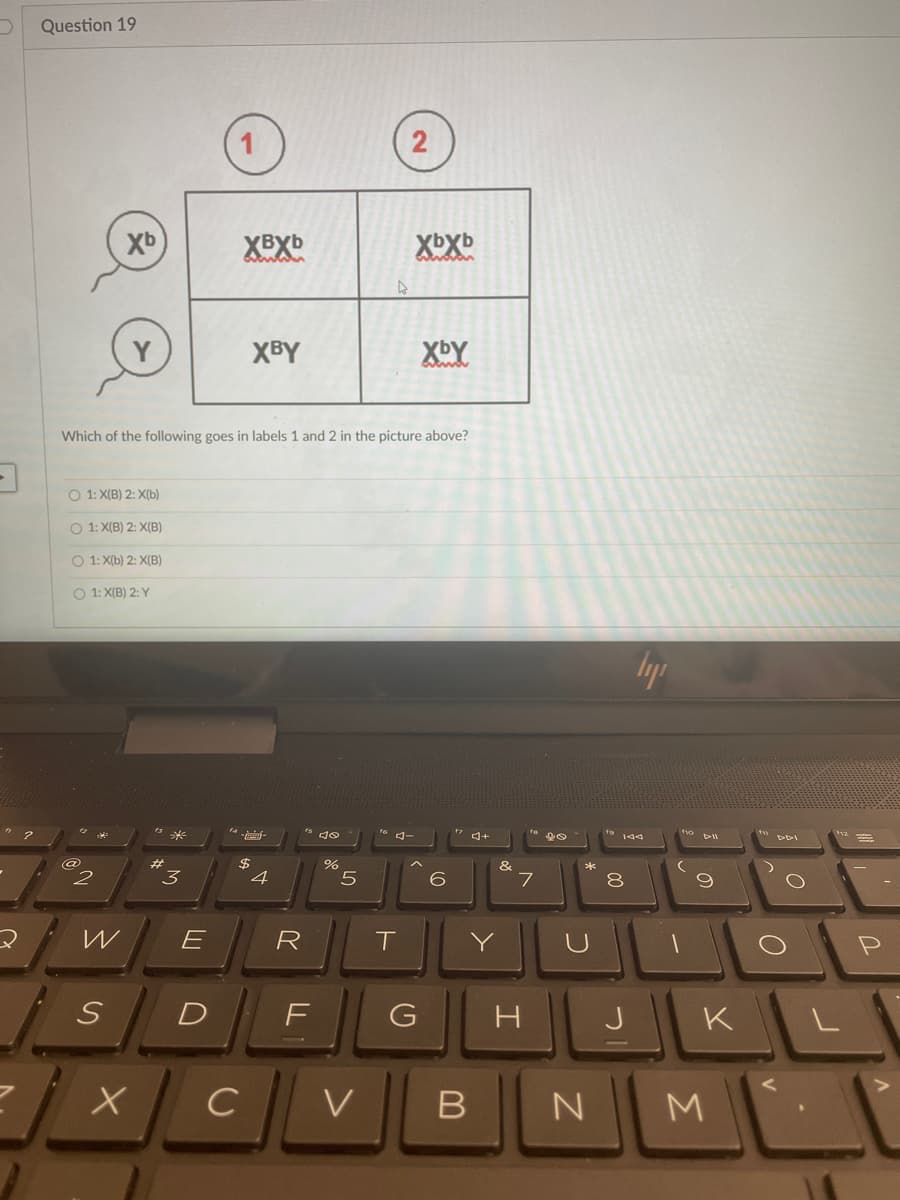 Question 19
2
Xb
XBY
XbY
Which of the following goes in labels 1 and 2 in the picture above?
O 1: X(B) 2: X(b)
O 1: X(B) 2: X(B)
O 1: X(b) 2: X(B)
O 1: X(B) 2: Y
's de
2$
4
%23
&
3
8
R
T
D
F
H
J
K
C
V
Σ
