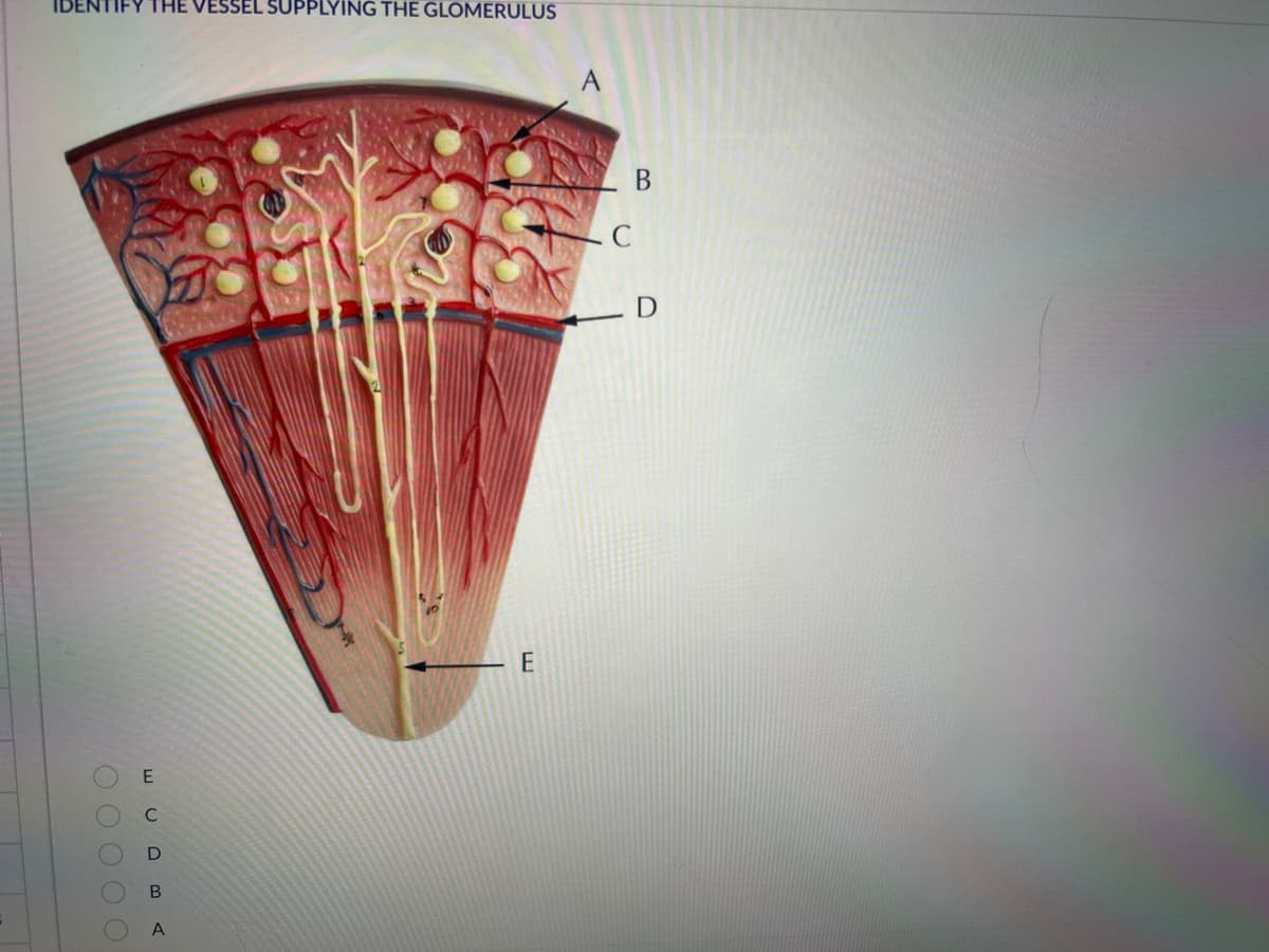 IDENTIFY THE VESSEL SUPPLYING THE GLOMERULUS
O O O O O
EUDBA
А
E
B
D