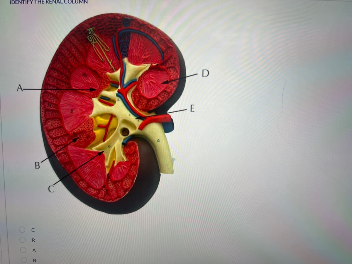 IDENTIFY THE RENAL COLUMN
A—
0 0 0 0
С
R
A
В
LD
E