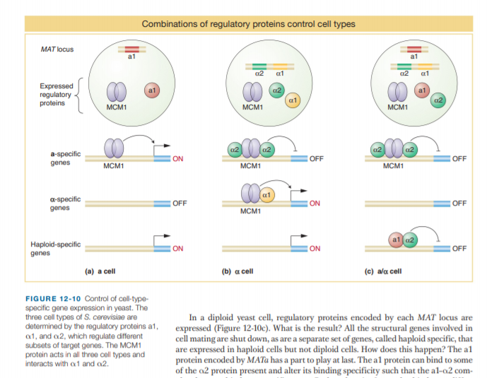 Combinations of regulatory proteins control cell types
MAT locus
a2
at
a2
a1
Expressed
regulatory
proteins
a2
a1
a2
MCM1
MCM1
MCM1
a2
a2
a-specific
genes
ON
OFF
OFF
MCM1
MCM1
MCM1
a1
a-specific
genes
OFF
ON
OFF
MCM1
a1 a2
Haploid-specific
ON
ON
OFF
genes
(a) a cell
(b) a cell
(c) ala cell
FIGURE 12-10 Control of cell-type-
specific gene expression in yeast. The
three cell types of S. cerevisiae are
determined by the regulatory proteins a1,
a1, and a2, which regulate different
subsets of target genes. The MCM1
protein acts in all three cell types and
interacts with a1 and o2.
In a diploid yeast cell, regulatory proteins encoded by each MAT locus are
expressed (Figure 12-10c). What is the result? All the structural genes involved in
cell mating are shut down, as are a separate set of genes, called haploid specific, that
are expressed in haploid cells but not diploid cells. How does this happen? The a1
protein encoded by MAT has a part to play at last. The a1 protein can bind to some
of the o2 protein present and alter its binding specificity such that the al-a2 com-
