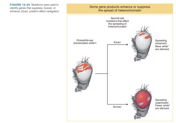 FIGURE 12-24 Mutations were used to
identify genes that suppress, Su(var), or
enhance, Eſvar), position-effect variegation.
Some gene products enhance or suppress
the spread of heterochromatin
Second-site
mutations that affect
the spreading of
heterochromatin
Drosophila eye
(translocated white*)
E(var)
Spreading
enhanced.
More white
are silenced.
Spreading
suppressed.
Fewer white
are silenced.
Su(var)
