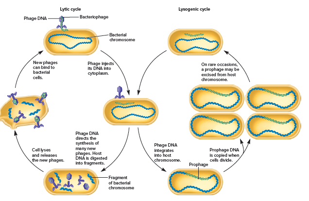 Lytic cycle
Lysogenic cycle
Phage DNA
Bacterlophage
Bacterial
chromosome
New phages
can bind to
Phage Injects
Its DNA Into
cytoplasm.
On rare occasions,
a prophage may be
excised from host
bacterial
cells.
chromosome.
Phage DNA
directs the
synthesis of
many new
phages. Host
DNA Is digested
Into fragments.
Phage DNA
Cell lyses
and releases
Prophage DNA
Integrates
Into host
is copled when
cells divide.
the new phages.
chromosome.
Prophage
Fragment
of bacterial
chromosome
