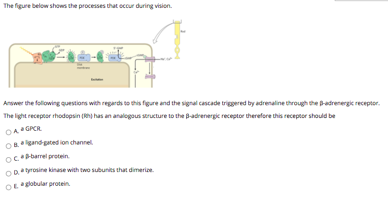 The figure below shows the processes that occur during vision.
SGMP
PDE
membrane
Excitation
Answer the following questions with regards to this figure and the signal cascade triggered by adrenaline through the B-adrenergic receptor.
The light receptor rhodopsin (Rh) has an analogous structure to the B-adrenergic receptor therefore this receptor should be
a GPCR.
O A.
B. a ligand-gated ion channel.
Oca B-barrel protein.
D. a tyrosine kinase with two subunits that dimerize.
O E. a globular protein.
